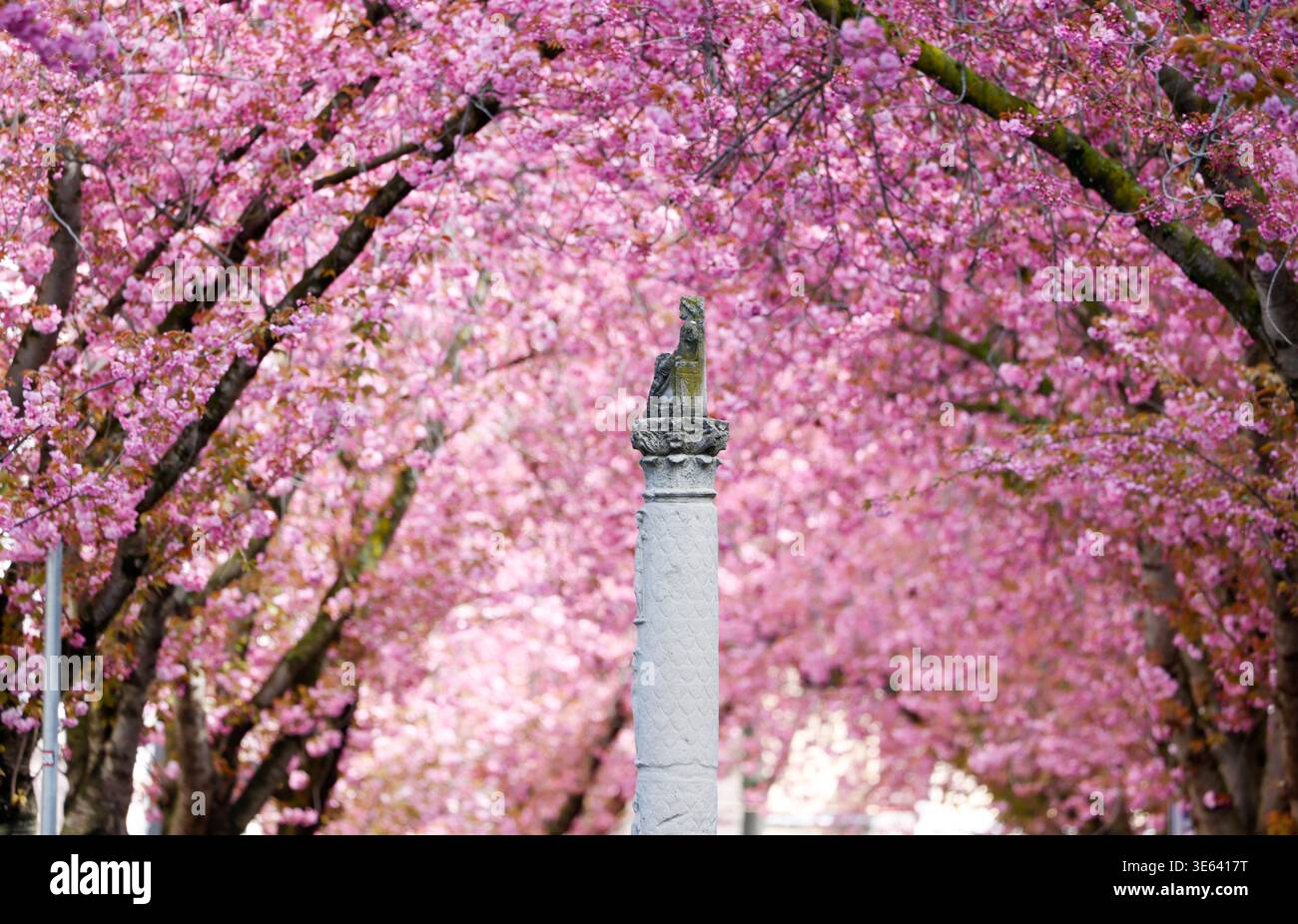 Jupiter Column Tree 04 April 2026, Bonn: The Roman Jupiter column under the cherry blossom ...