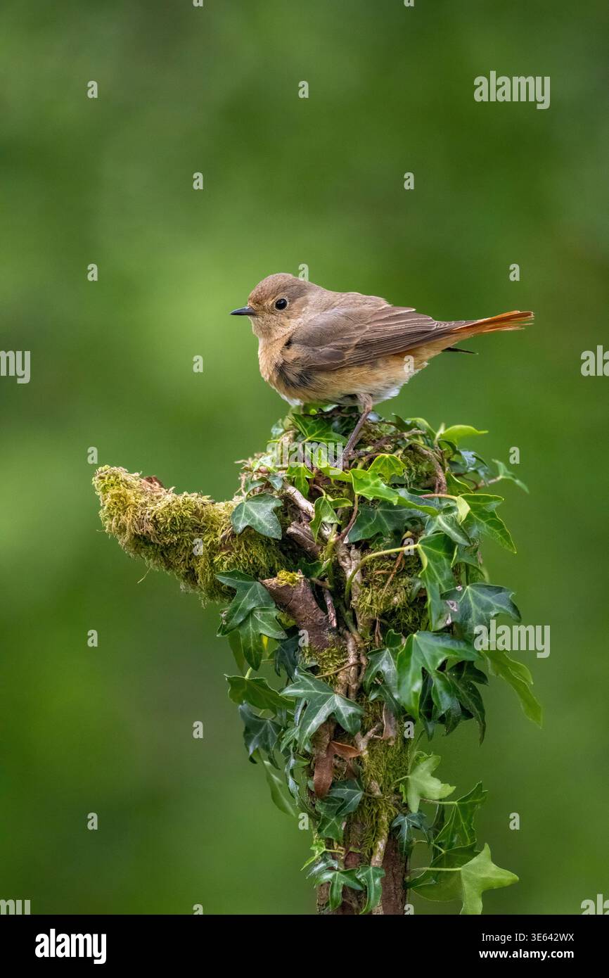 Female redstart, Phoenicurus phoenicurus, perched on a an ivy covered tree stump. Scotland, UK Stock Photo