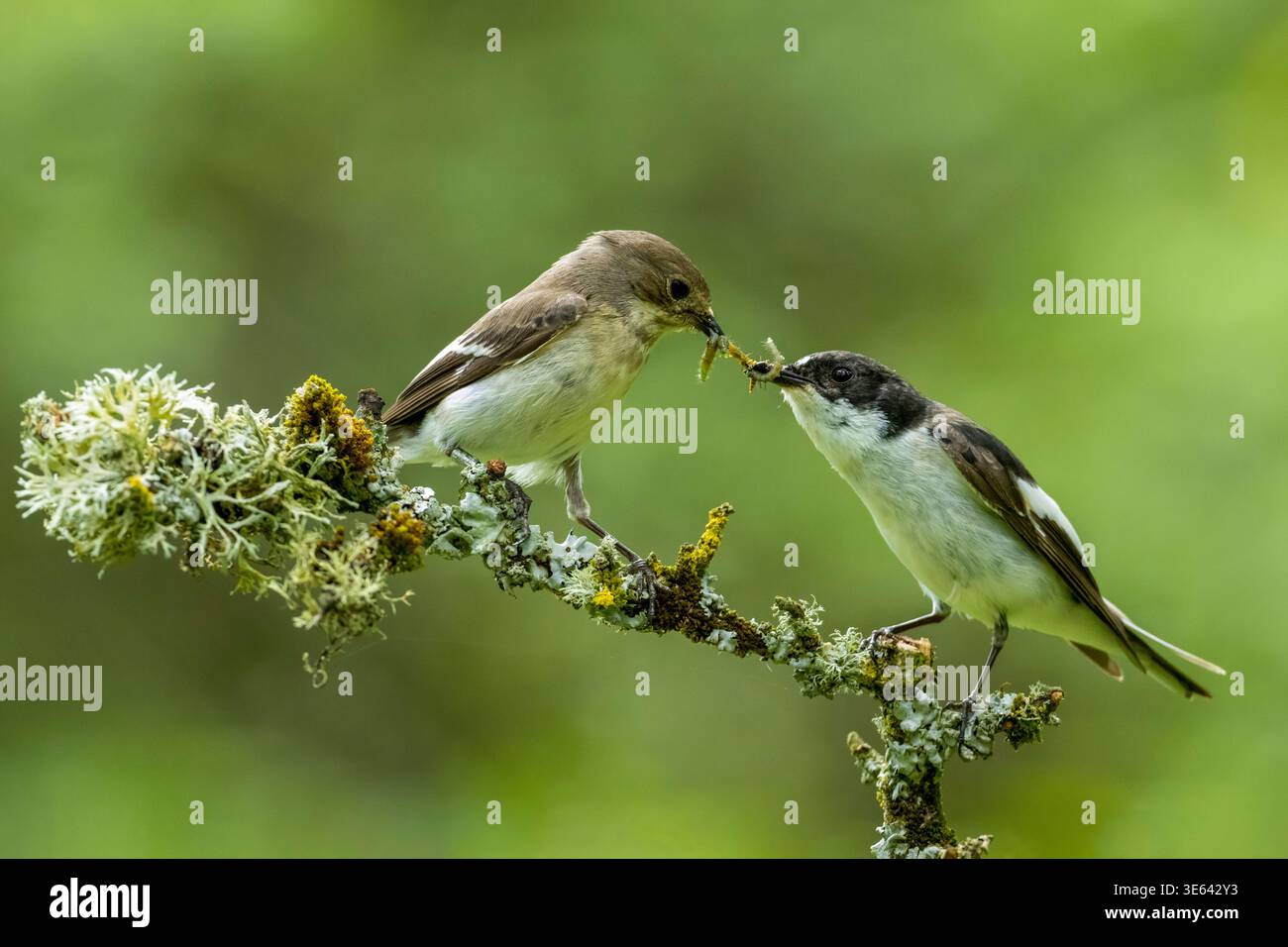 Male and female pied flycatcher, Ficedula hypoleuca, perched on a lichen covered branch courtship feeding, Scotland, UK. Stock Photo