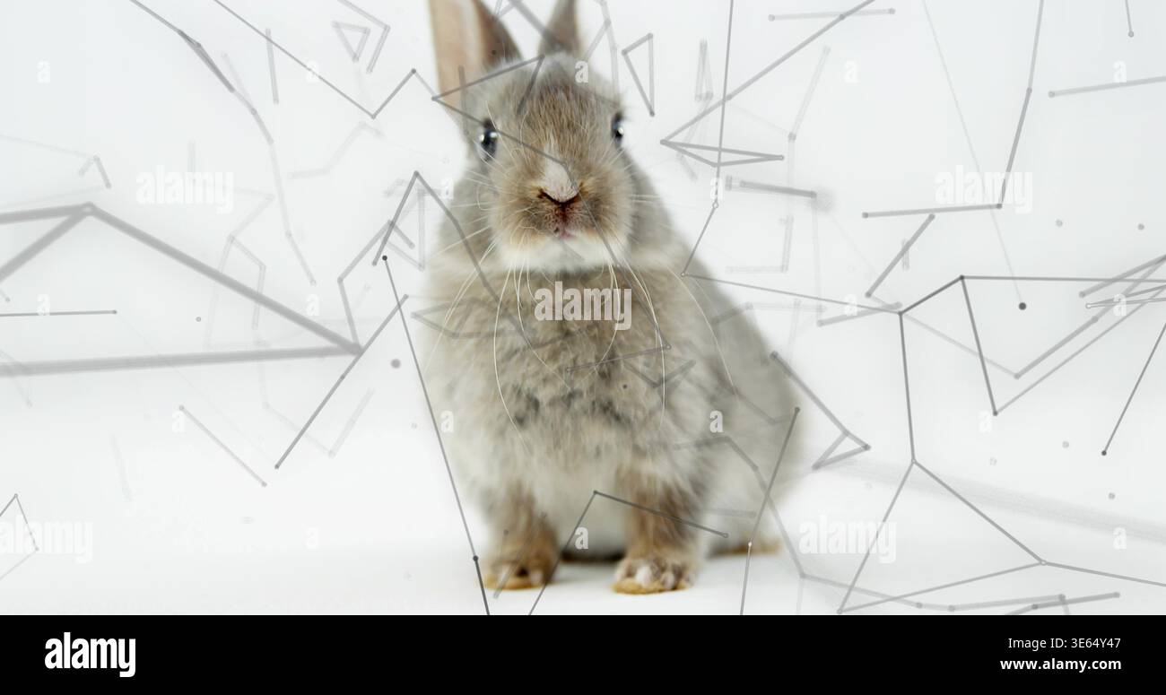 Sitting small grey-brown rabbit facing camera on white backdrop, soft shadow and geometric overlay Stock Photo