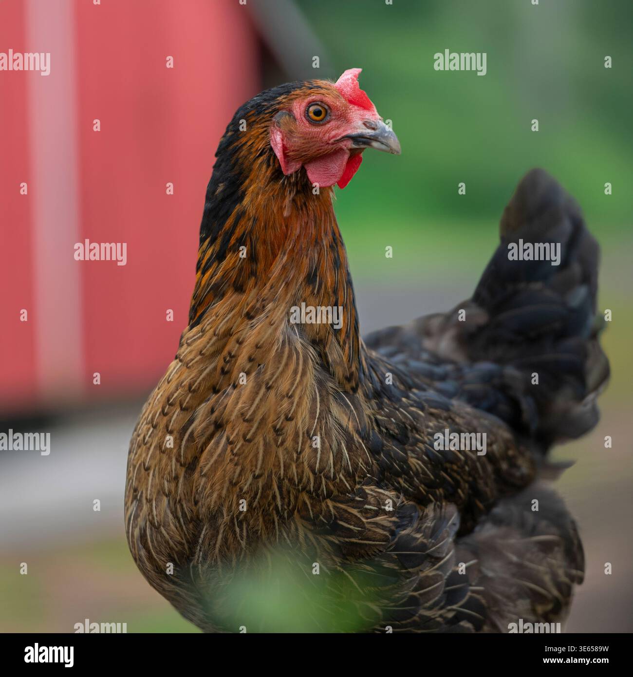 copper black maran hen outside, chicken Stock Photo