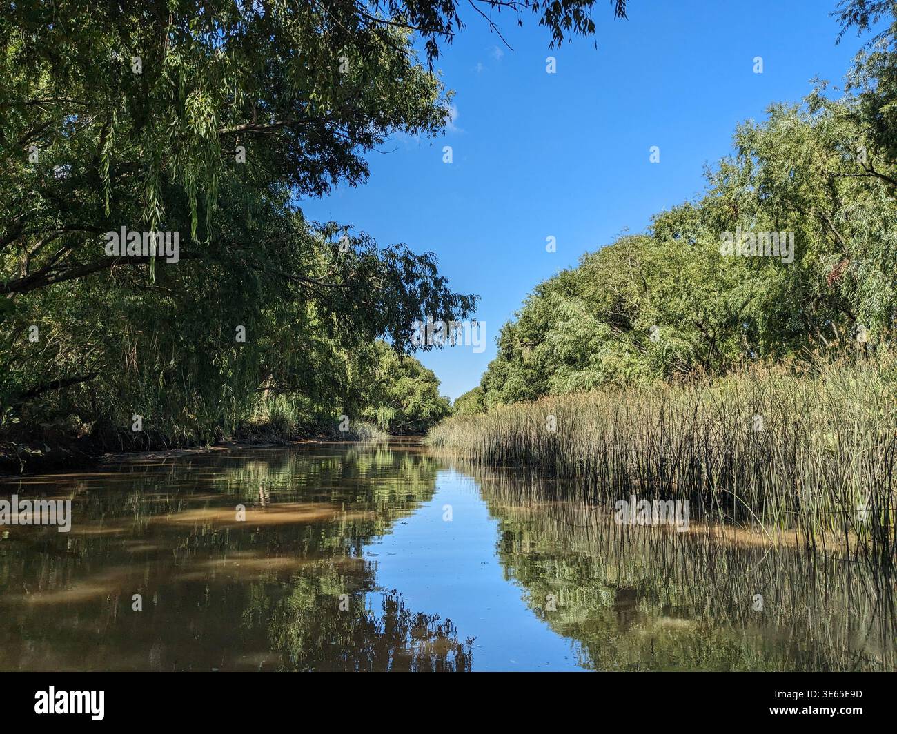 Tranquil waterway in the Tigre Delta, Argentina. Lush green trees and golden reeds line the calm brown river under a clear blue summer sky. - Smartphone Captured Stock Image