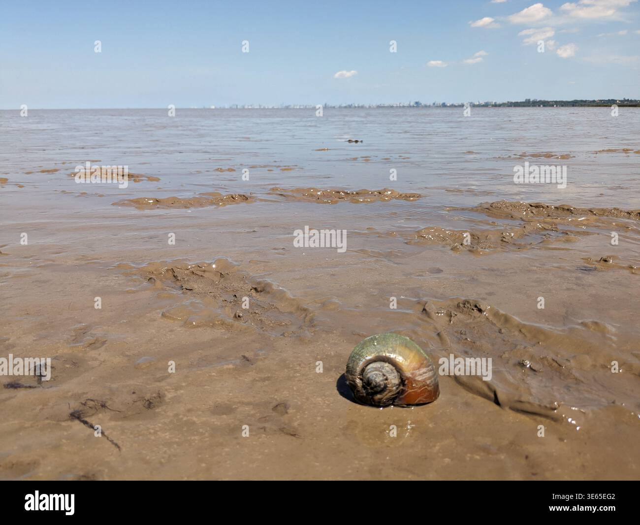 An extreme close-up of a golden-brown freshwater snail shell resting on damp, striated mudflats at low tide in the Paraná Delta, Argentina. - Smartphone Captured Stock Image