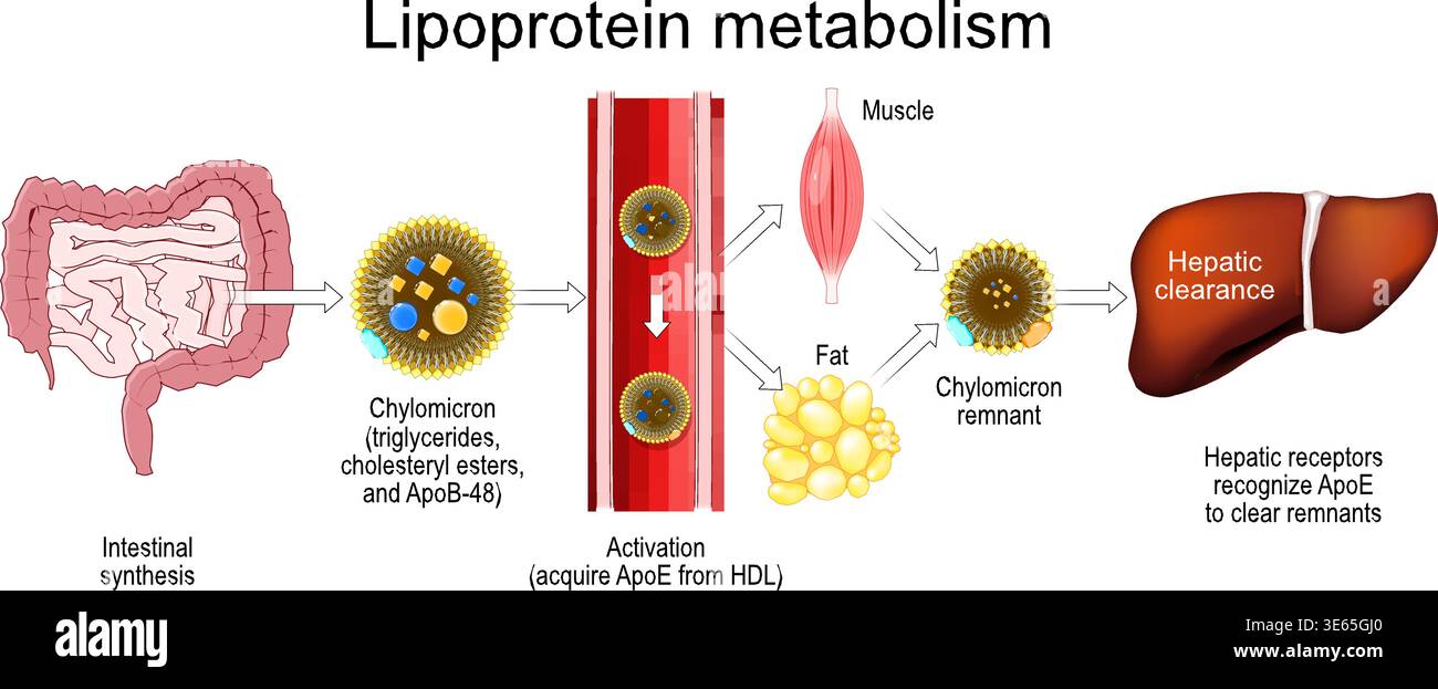 Lipoprotein metabolism chylomicron transport hi-res stock photography ...