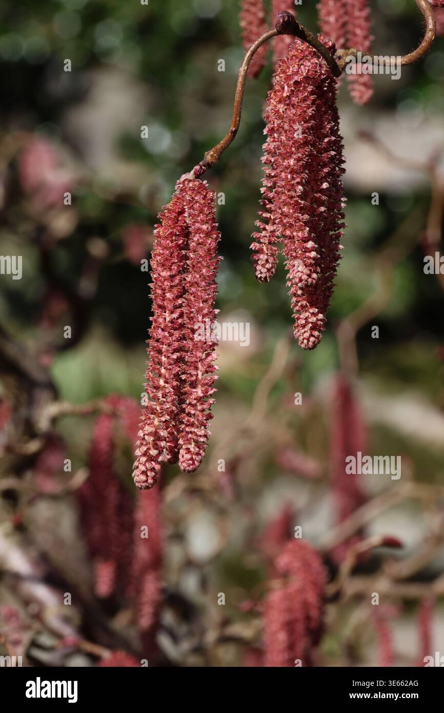 Corylus avellana red majestic hi-res stock photography and images - Alamy