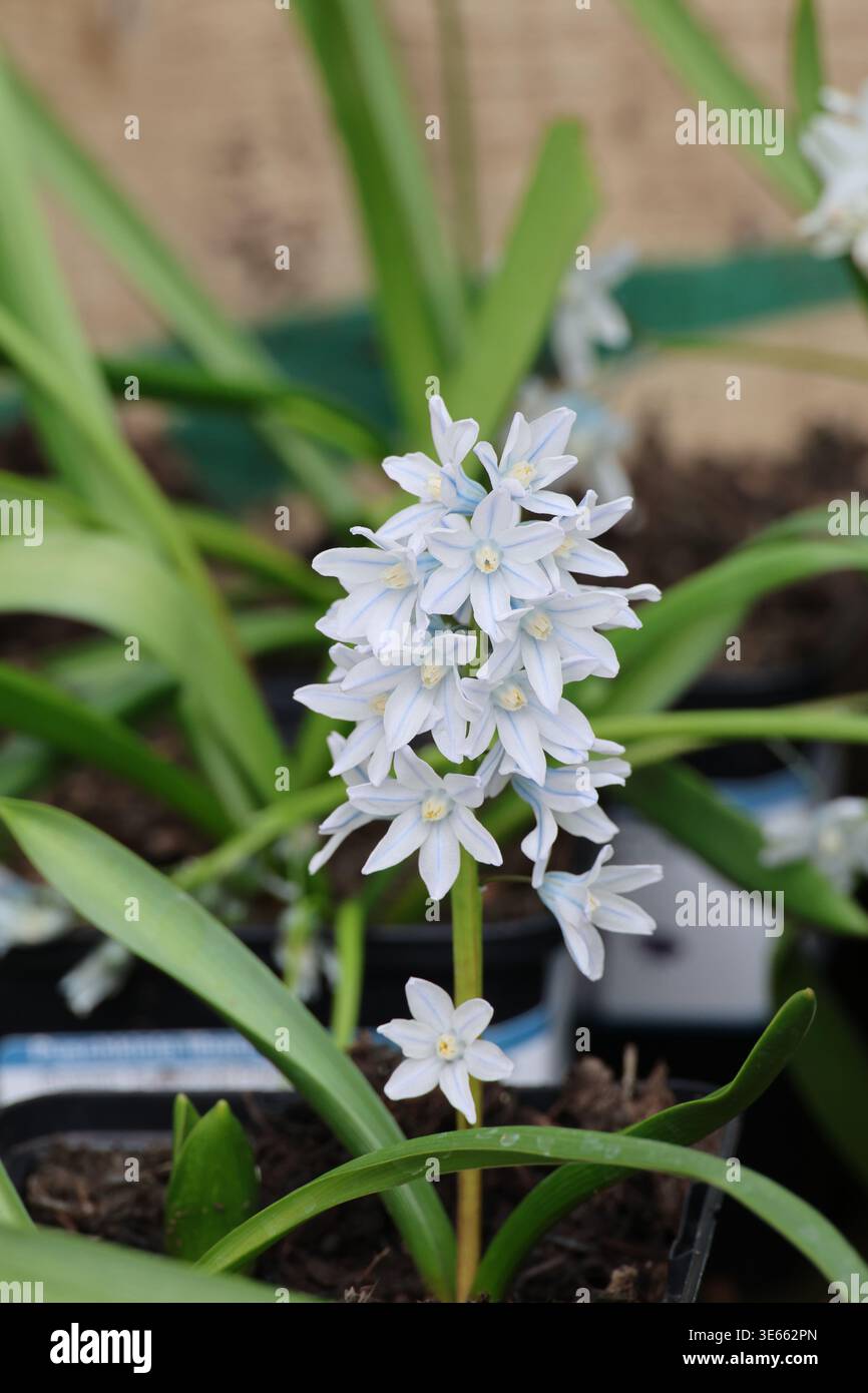 Puschkinia scilloides var libanotica hi-res stock photography and