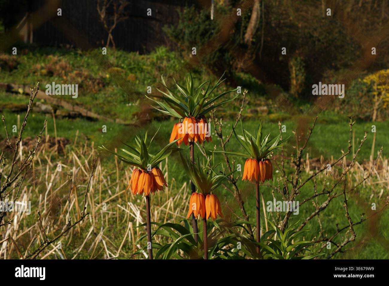 Beautiful orange Crown Imperial (Fritillaria imperialis) flowers blooming  in a sunny spring garden. Group of tall exotic plants with bell-shaped bloss  Stock Photo - Alamy