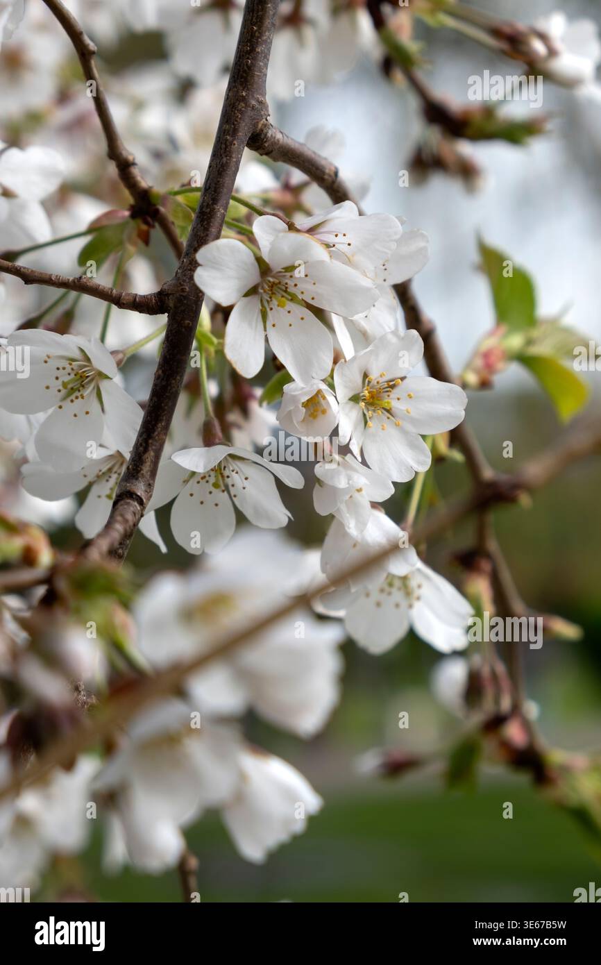 Dense cluster of white blossoms hi-res stock photography and images - Alamy