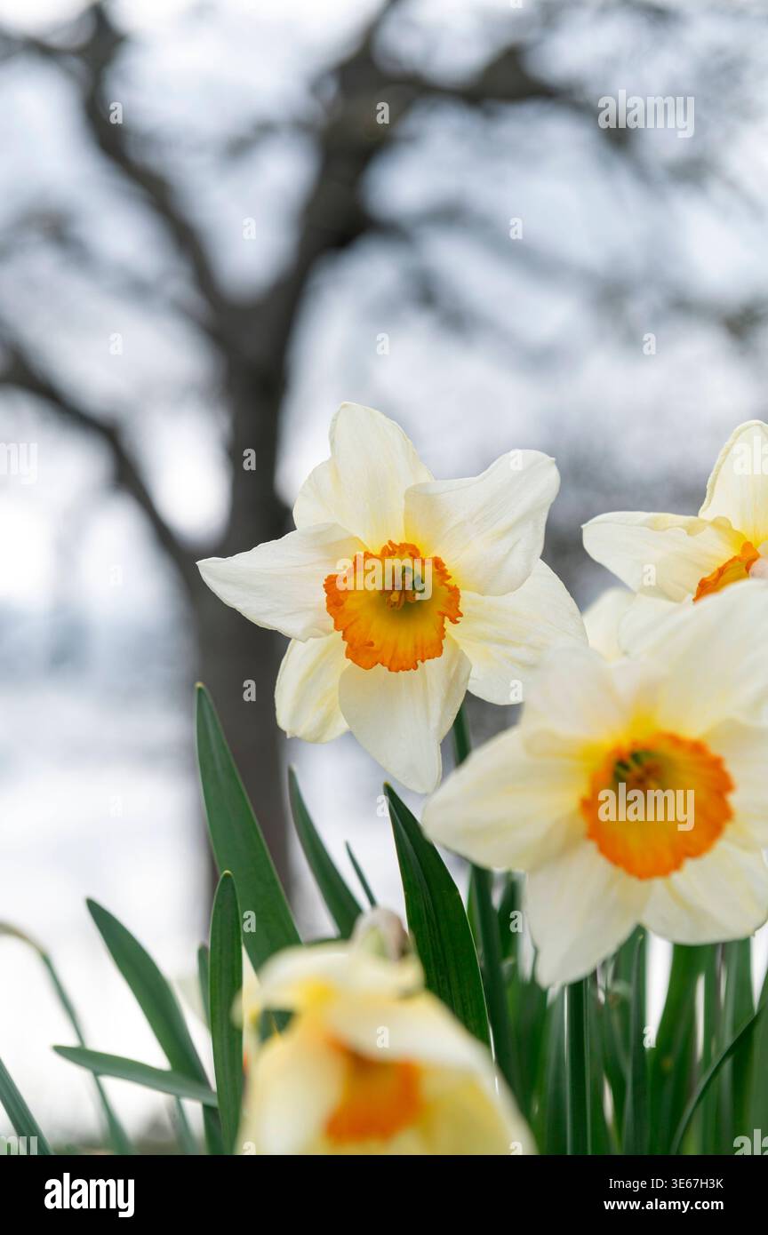 Gardening. Spring colour from daffodils, yellow petals and a golden ...