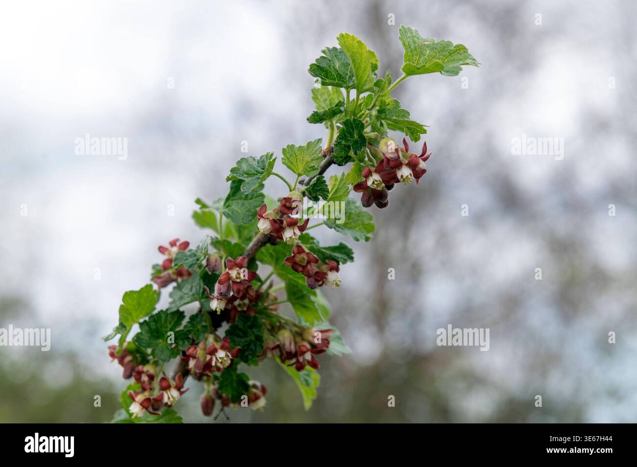 Gardening. Blossom on a jostaberry Ribes à nidigrolaria bush spring ...