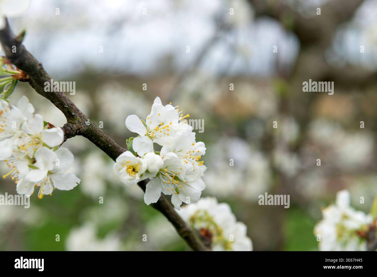 Gardening. Blossom on a plum prunus domestica tree. spring, april ...