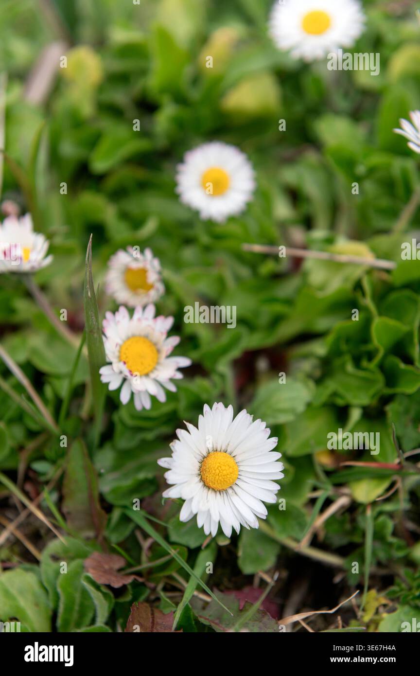 Gardening. Spring colour from daisies. Bellis perennis spring, april ...