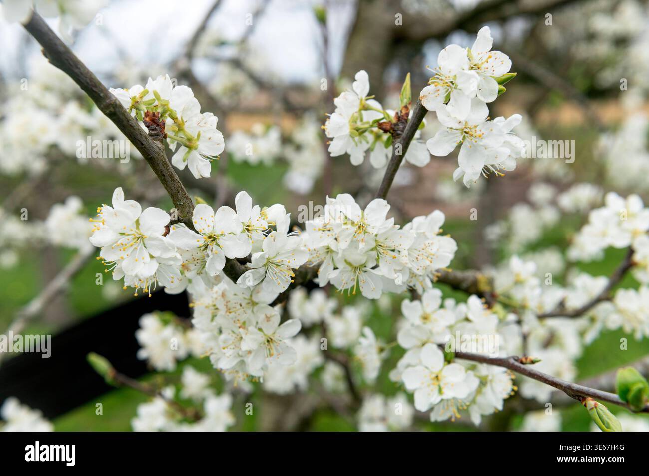 Gardening. Blossom on a plum prunus domestica tree. spring, april ...