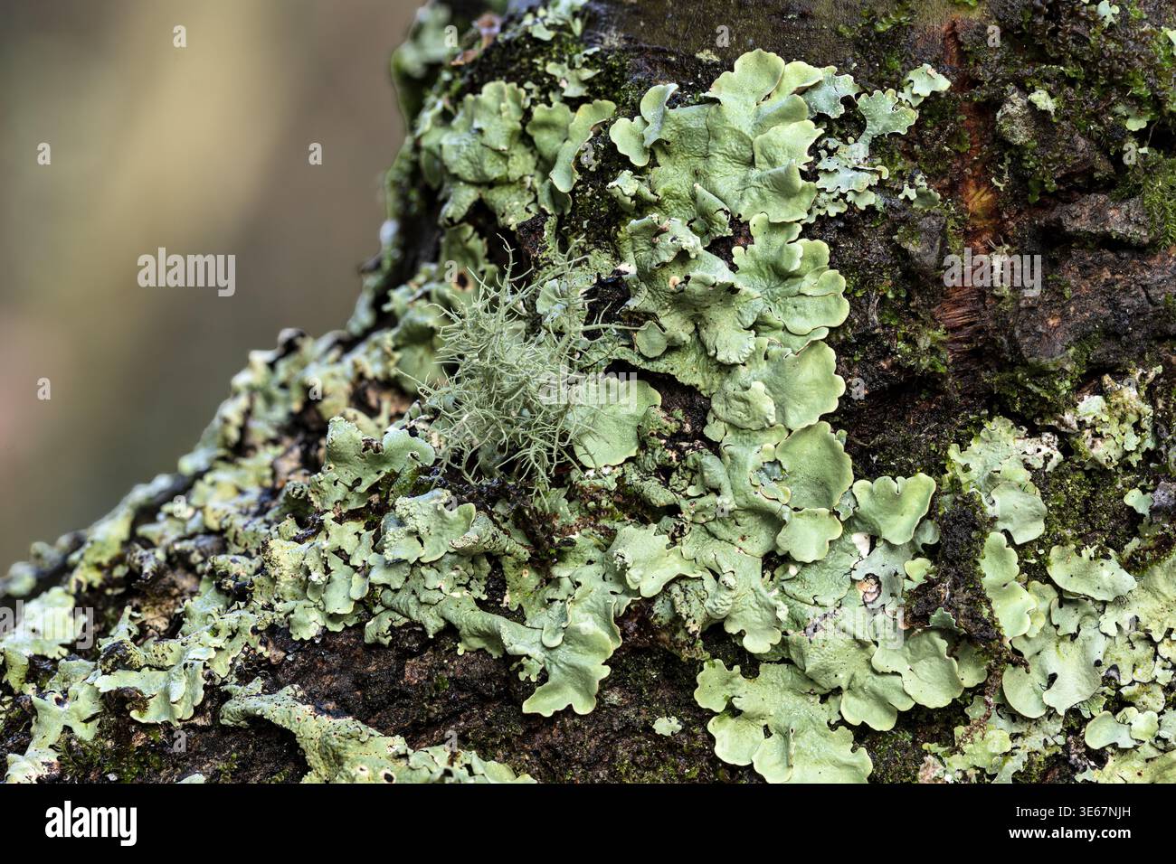 Greenshield & Bushy lichens, Eyeworth pond, New Forest, Hampshire, UK Stock Photo