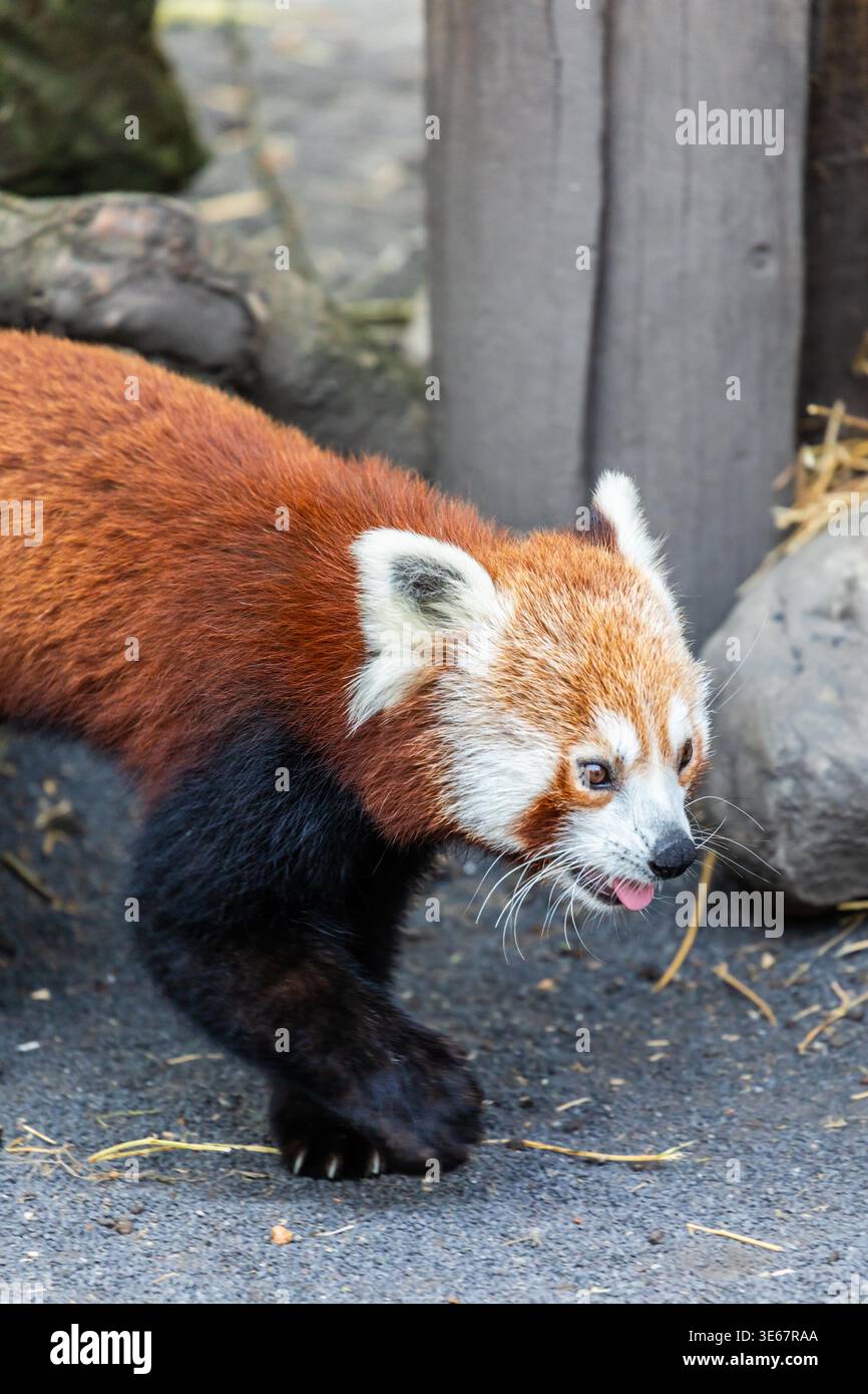 Red panda walks cautiously at Zoo, displaying alert behavior in a ...