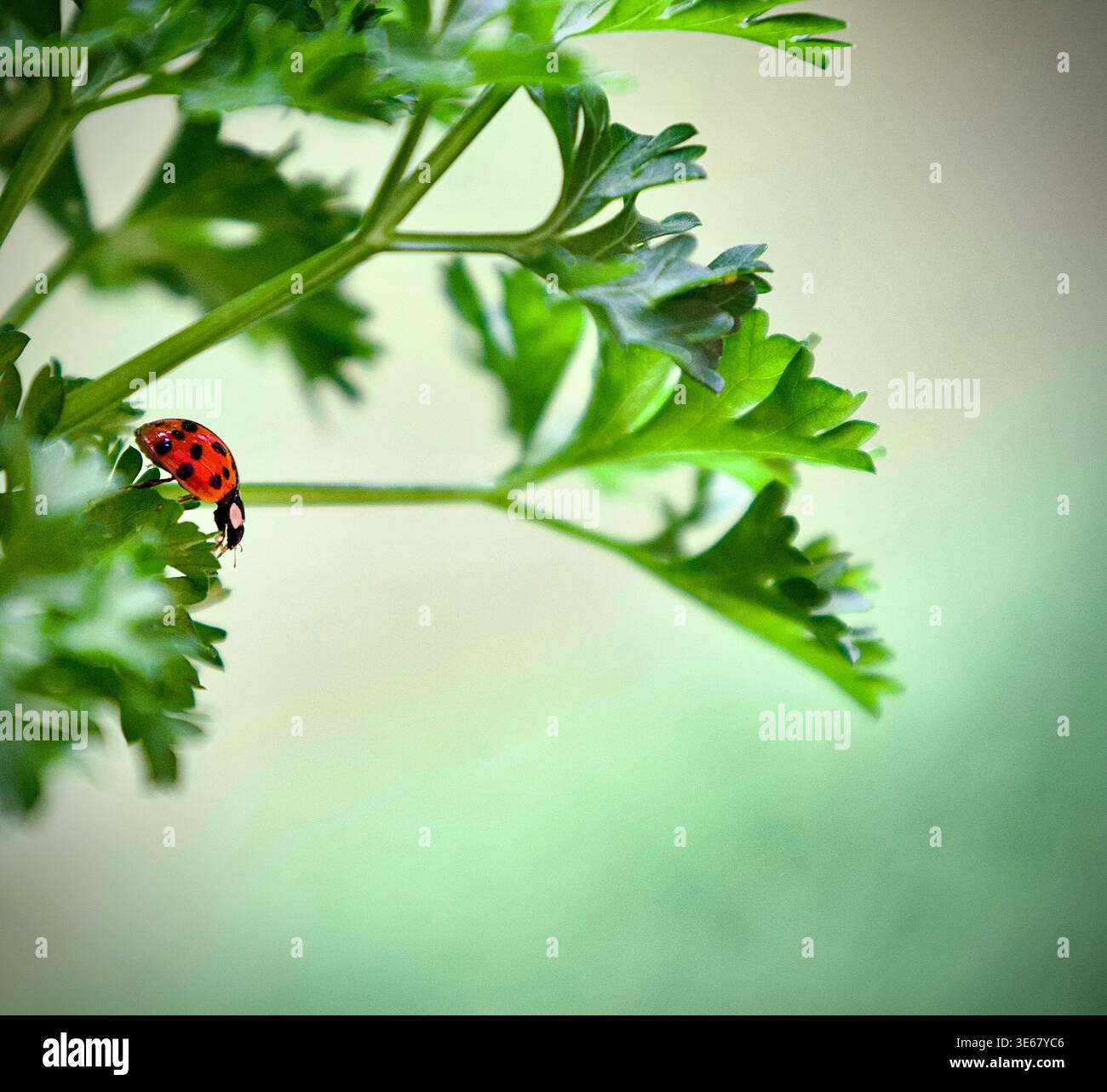 Lady bug on parsley Stock Photo