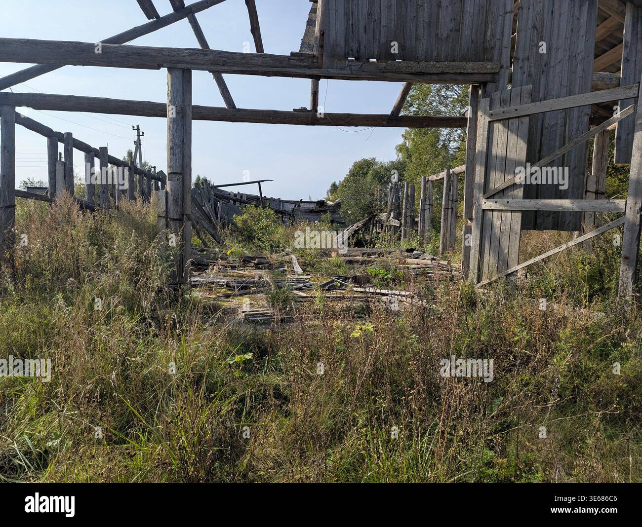 Dilapidated Barn Skeleton With Overgrown Grass, Sunlit Broken Beams And ...