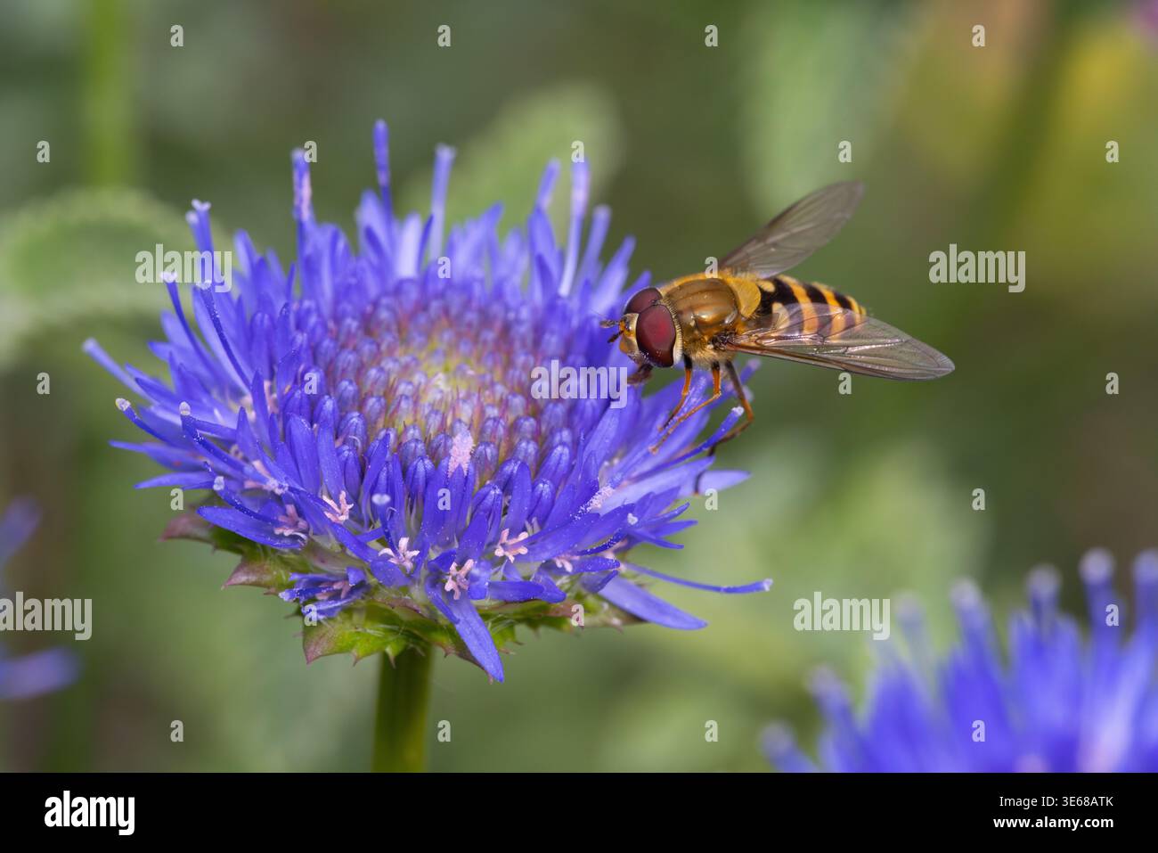 Common Banded Hoverfly on a Sheeps Bit flower Stock Photo