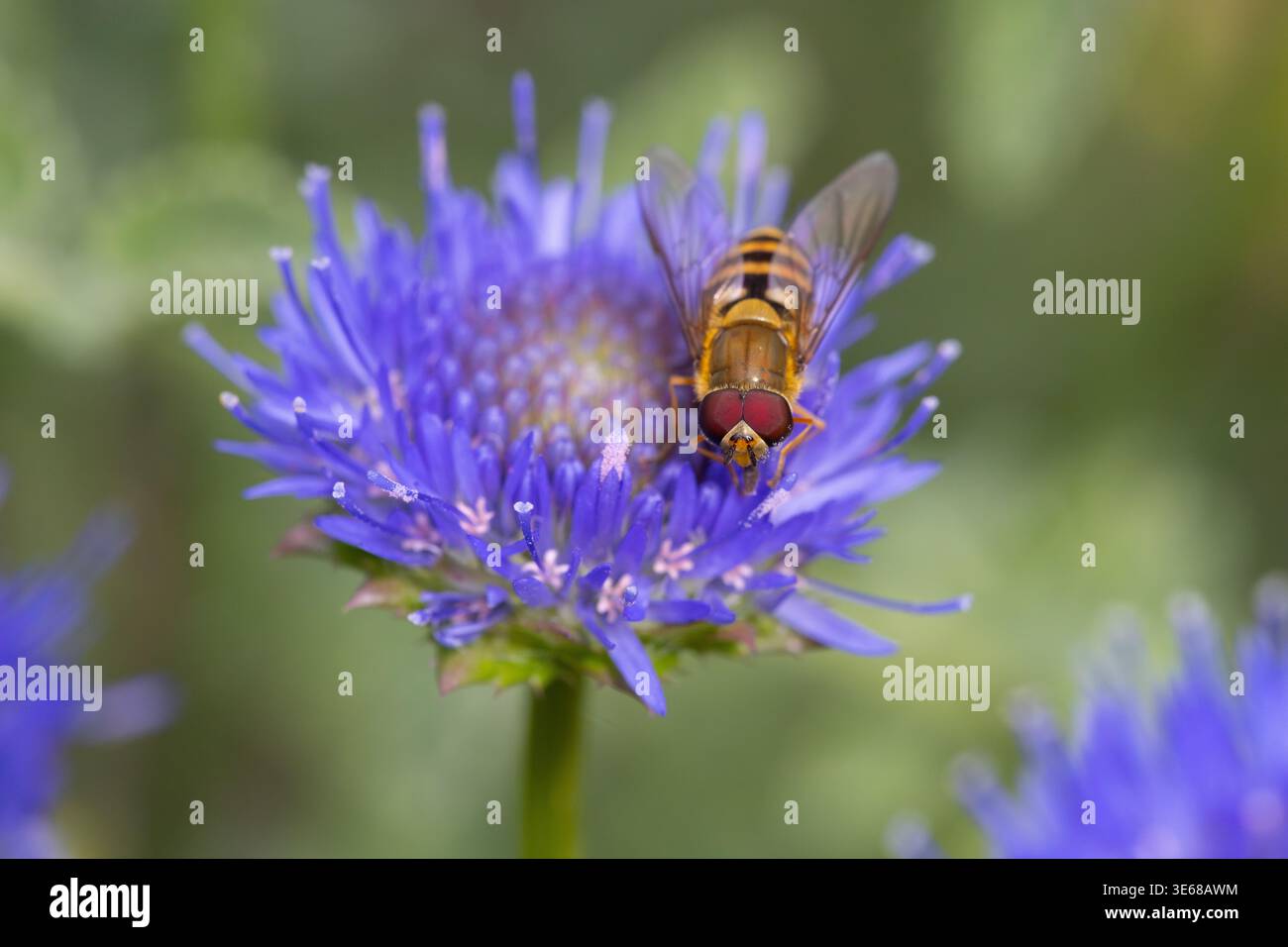 Common Banded Hoverfly on a Sheeps Bit flower Stock Photo