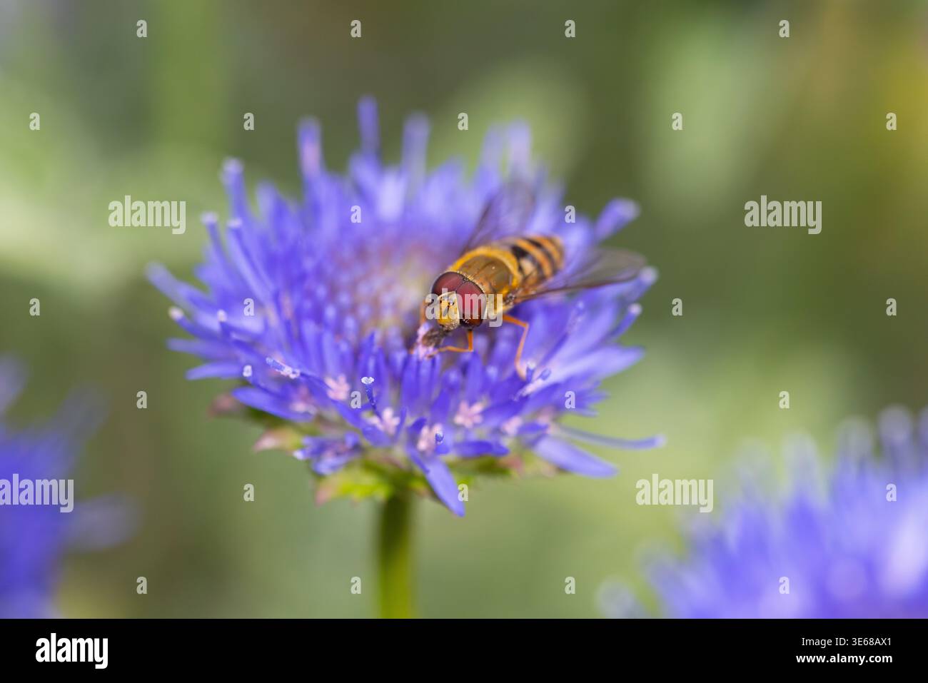 Common Banded Hoverfly on a Sheeps Bit flower Stock Photo