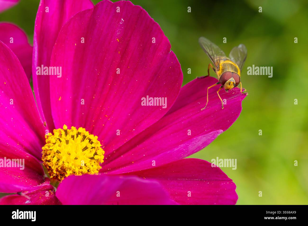 Hoverfly sat on a Mexican Aster flower. Stock Photo