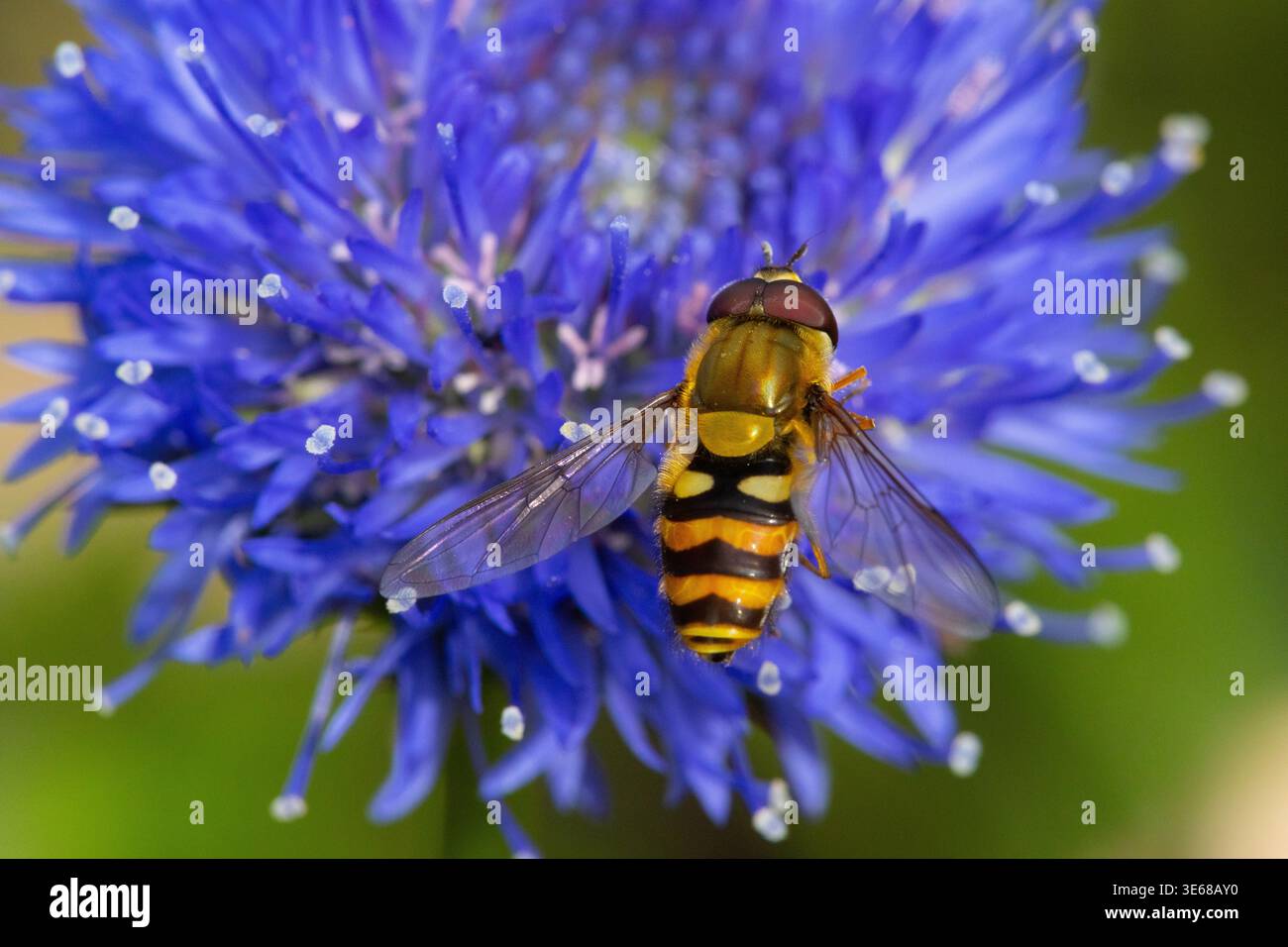 Common Banded Hoverfly on a Sheeps Bit flower Stock Photo