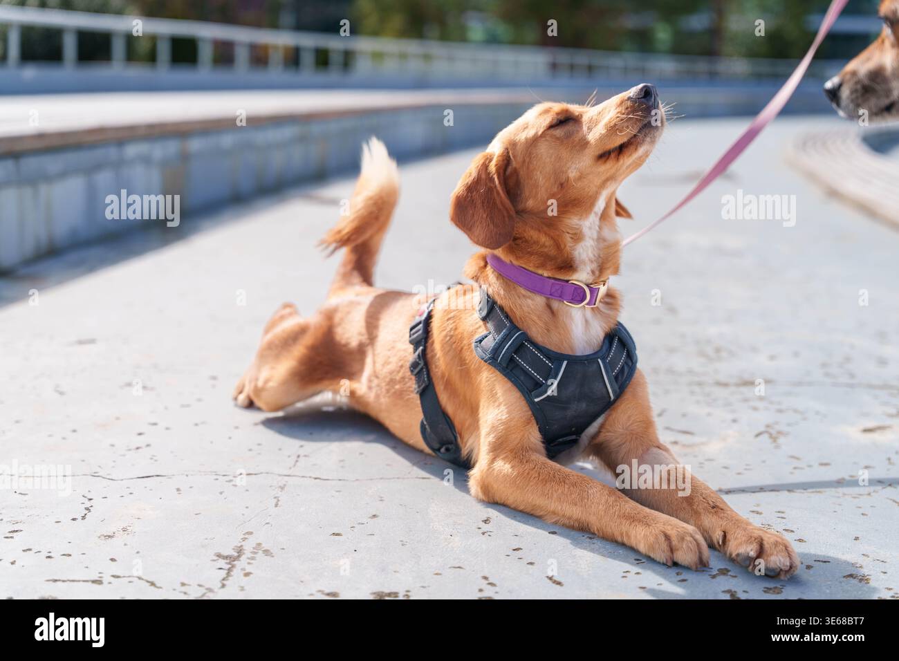 Boy wearing harness hi-res stock photography and images - Alamy