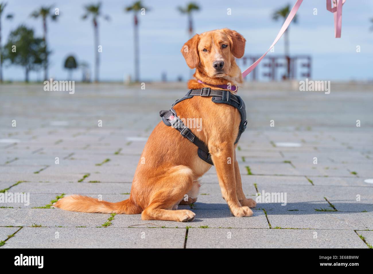 Boy wearing harness hi-res stock photography and images - Alamy