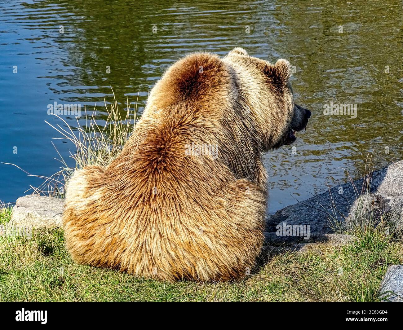 The image shows a large brown bear sitting on a gray rock, facing away from the camera and looking towards a body of water. The bear is covered in thi Stock Photo
