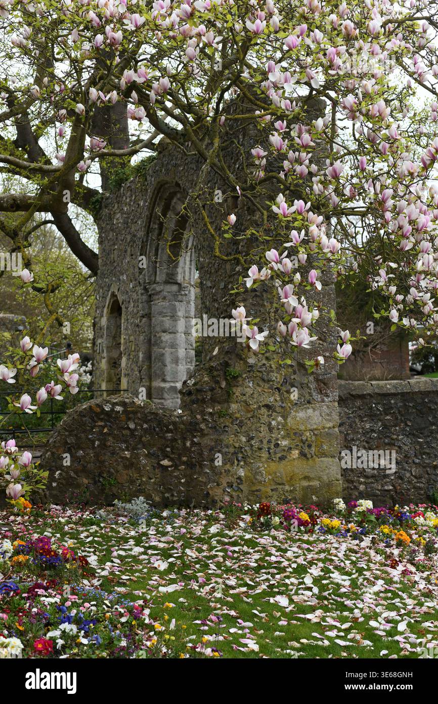 Magnolia tree Stock Photo