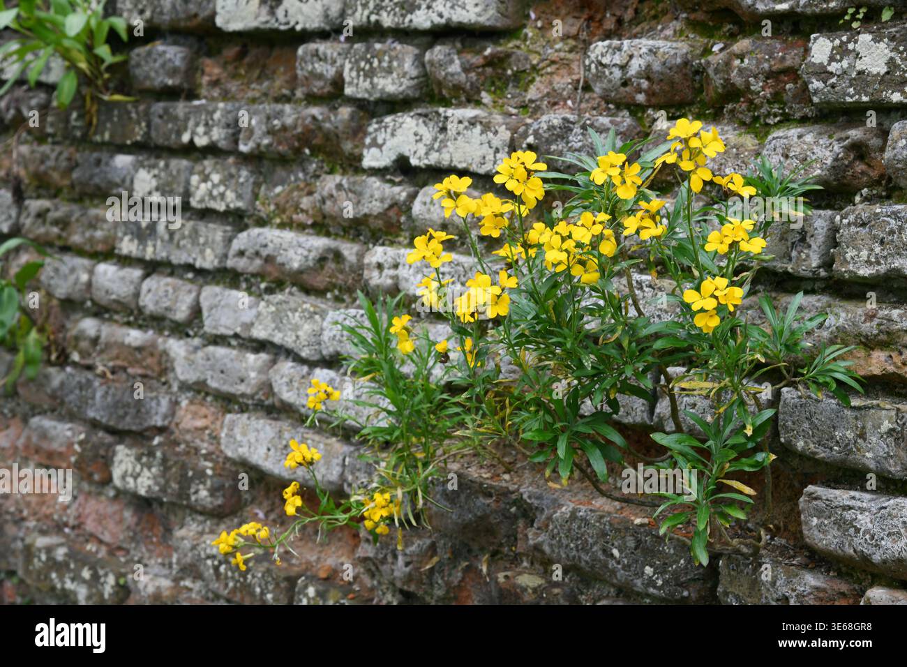Wallflowers in brick wall Stock Photo