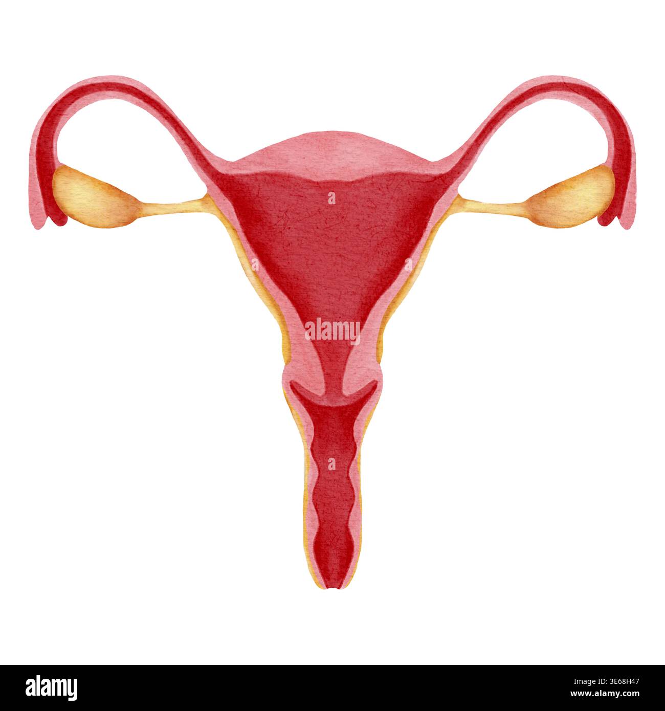 Watercolor illustration of the female reproductive system showing the