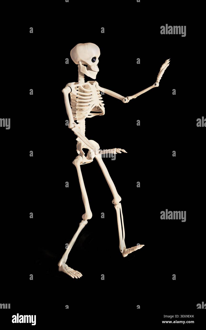 A Lifelike Skeleton Model Demonstrating Human Anatomy and Structure in ...