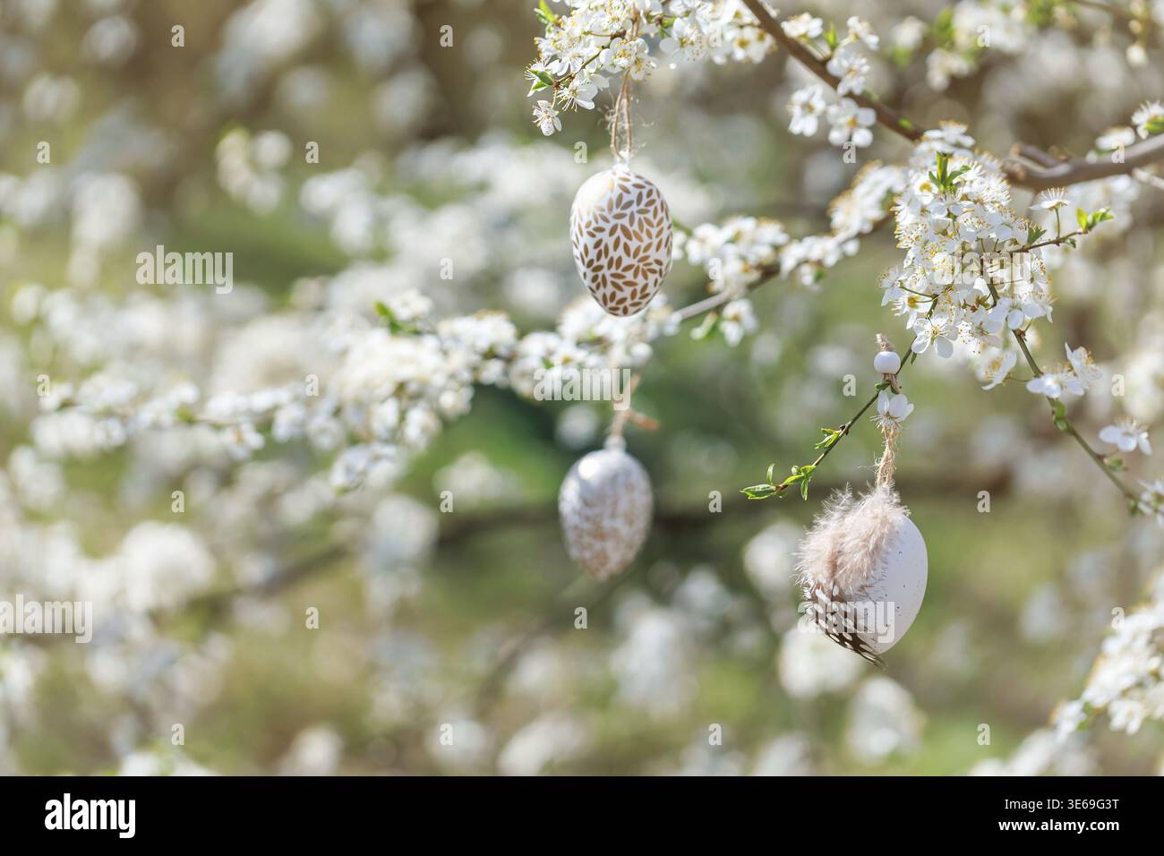Easter eggs hanging on blooming white cherry tree Stock Photo