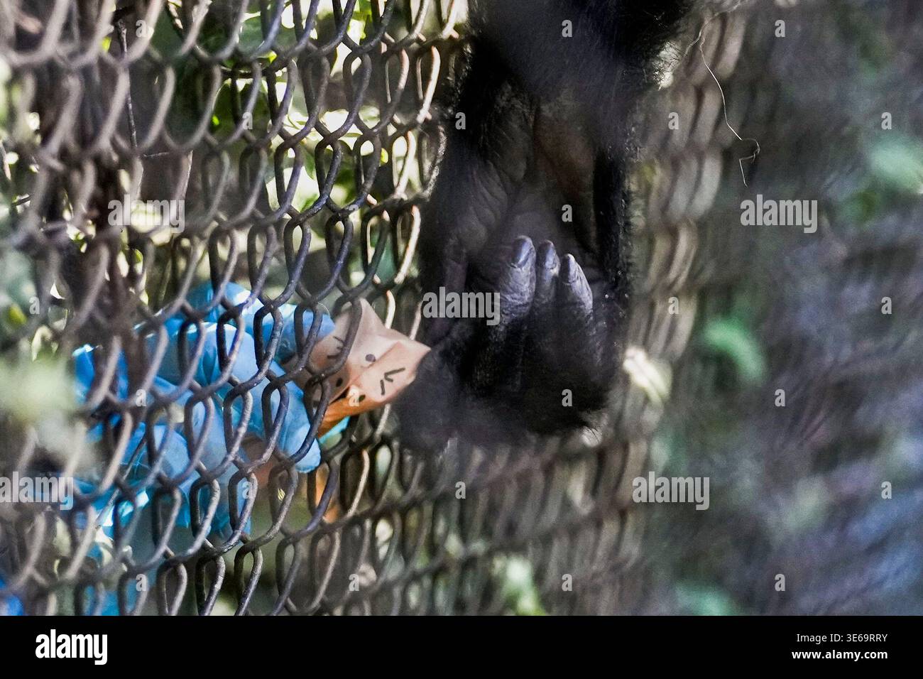 A zookeeper hands an Easter egg-themed treat to a monkey at the Buinzoo ...