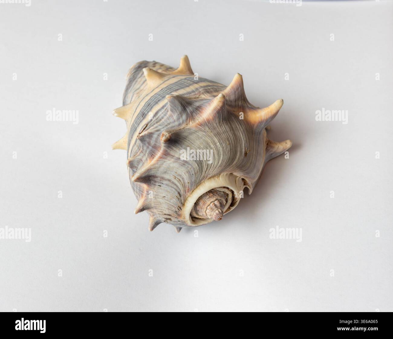 Beautiful spiny seashell on white background Stock Photo