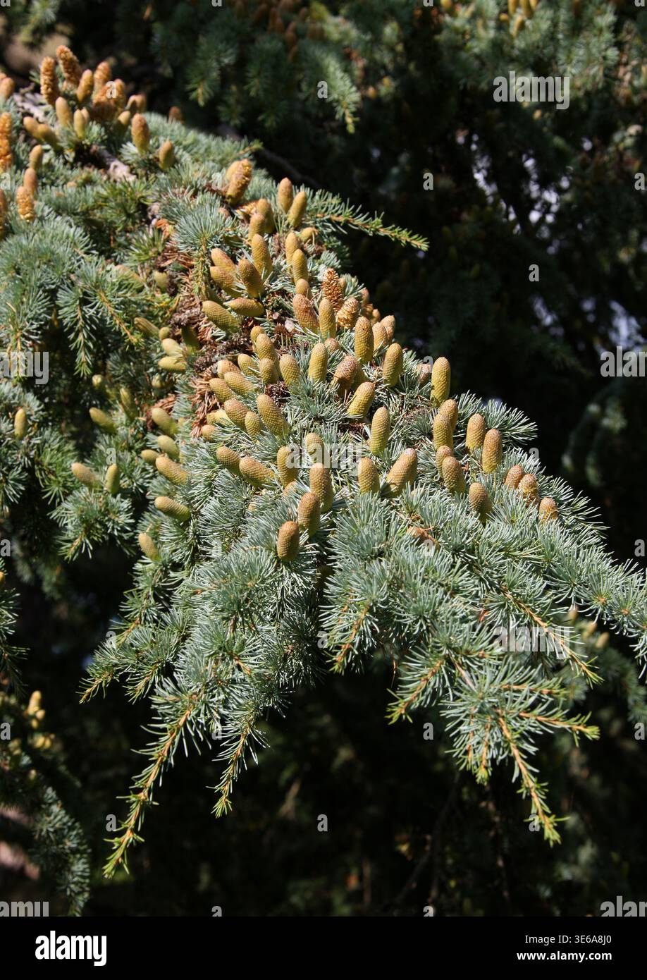 Male Cones of the Atlas Cedar, Cedrus atlantica, Pinaceae. Algeria and Morocco, North Africa. Cedrus atlantica, the Atlas cedar, is a species of tree. Stock Photo