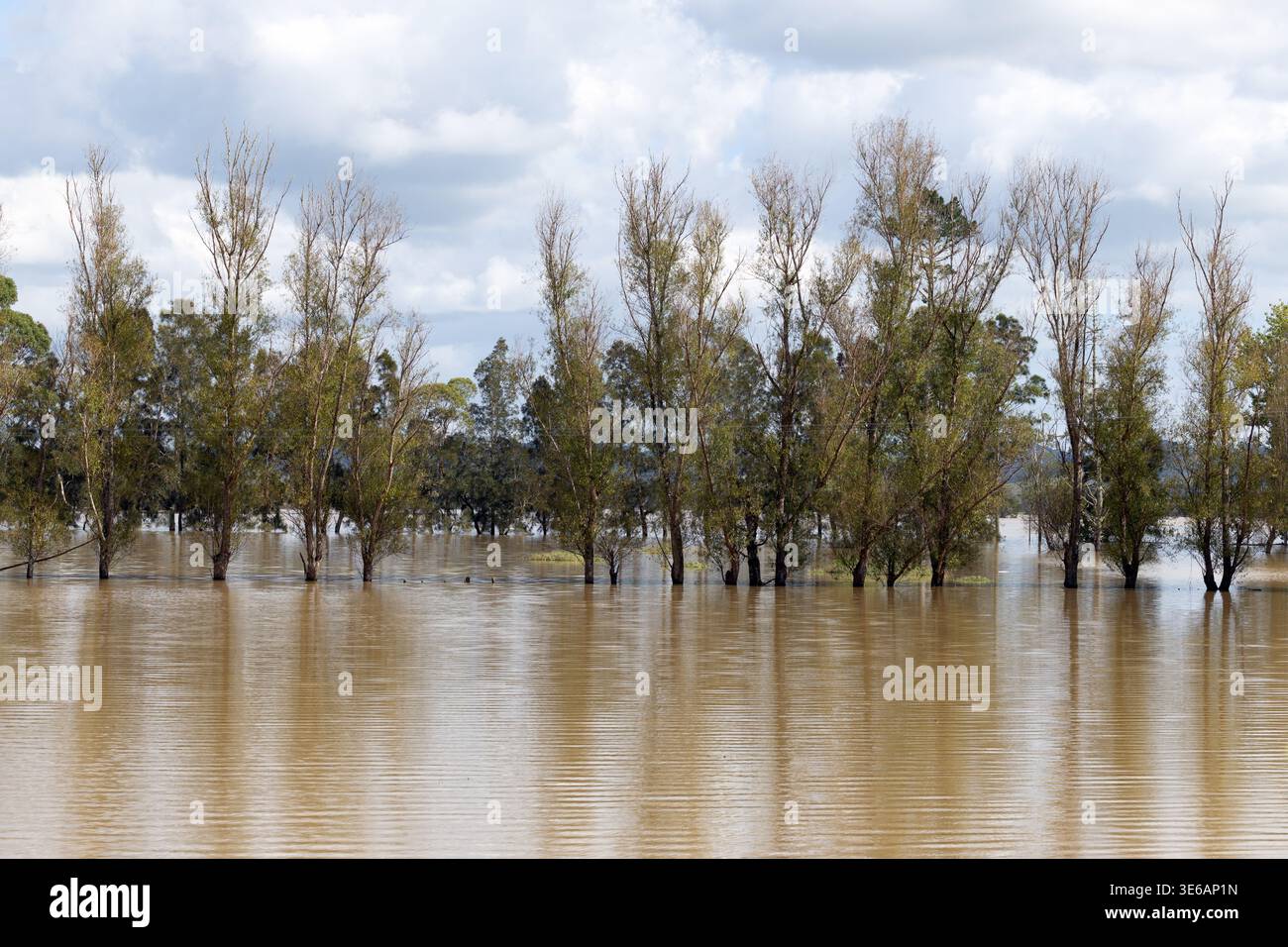Flooded landscape with trees standing in high water, North Island, New Zealand Stock Photo