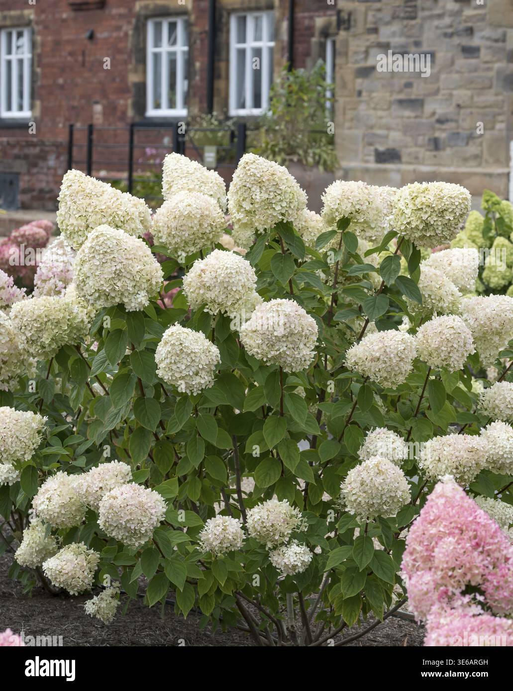 Panicle hydrangea (Hydrangea paniculata 'Limelight'), RHS Bridgewater, Great Britain Stock Photo