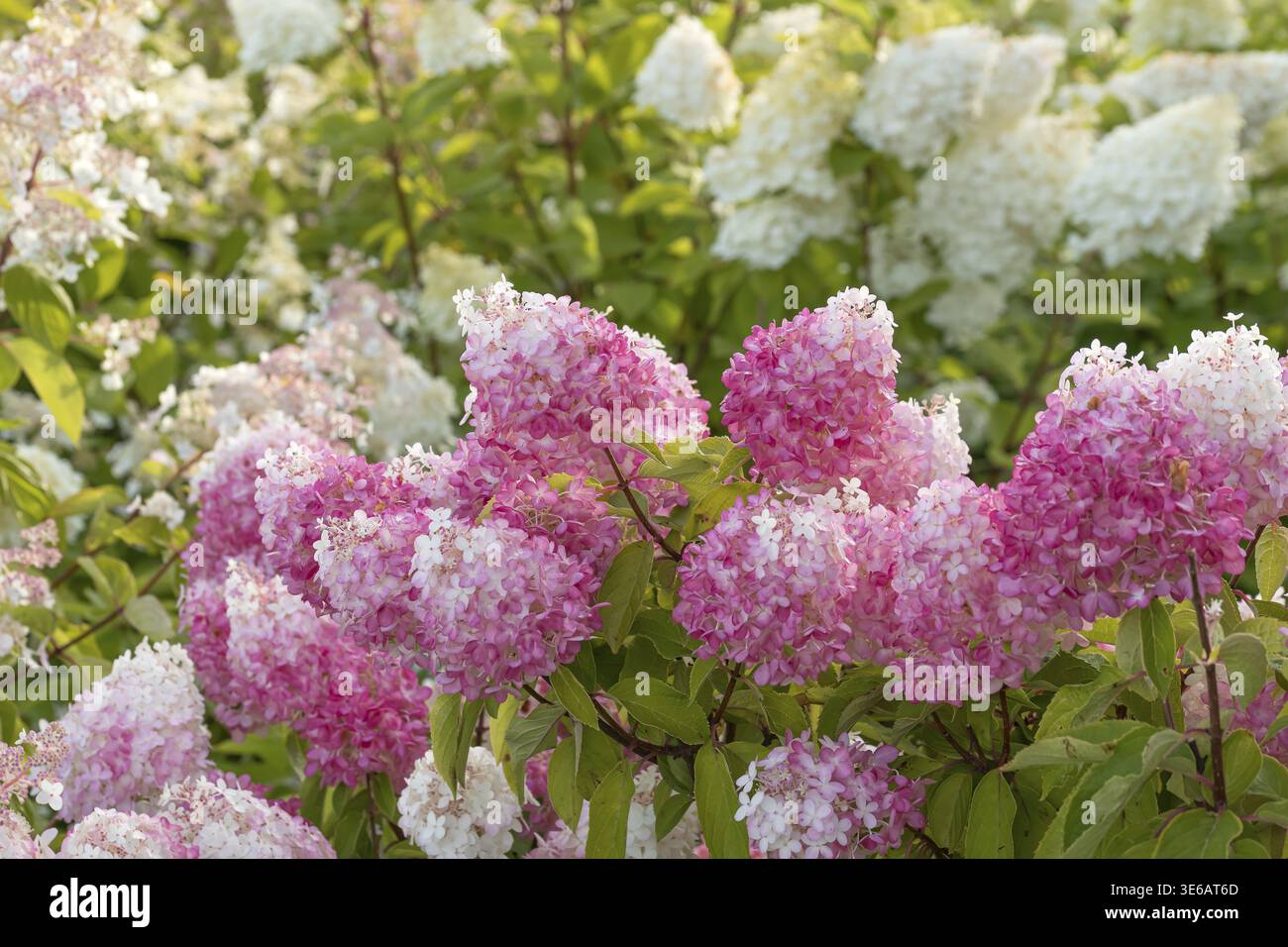 Panicle hydrangea (Hydrangea paniculata PINKACHU), Finland Stock Photo