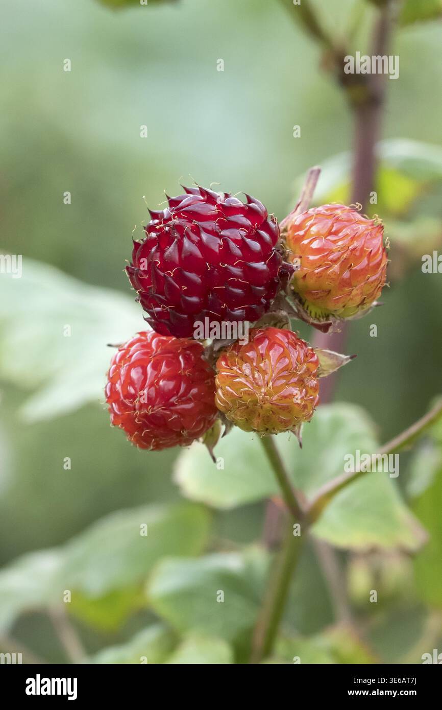 Tree raspberry (Rubus RASPBEARY), Ihlenweg 7, Germany Stock Photo