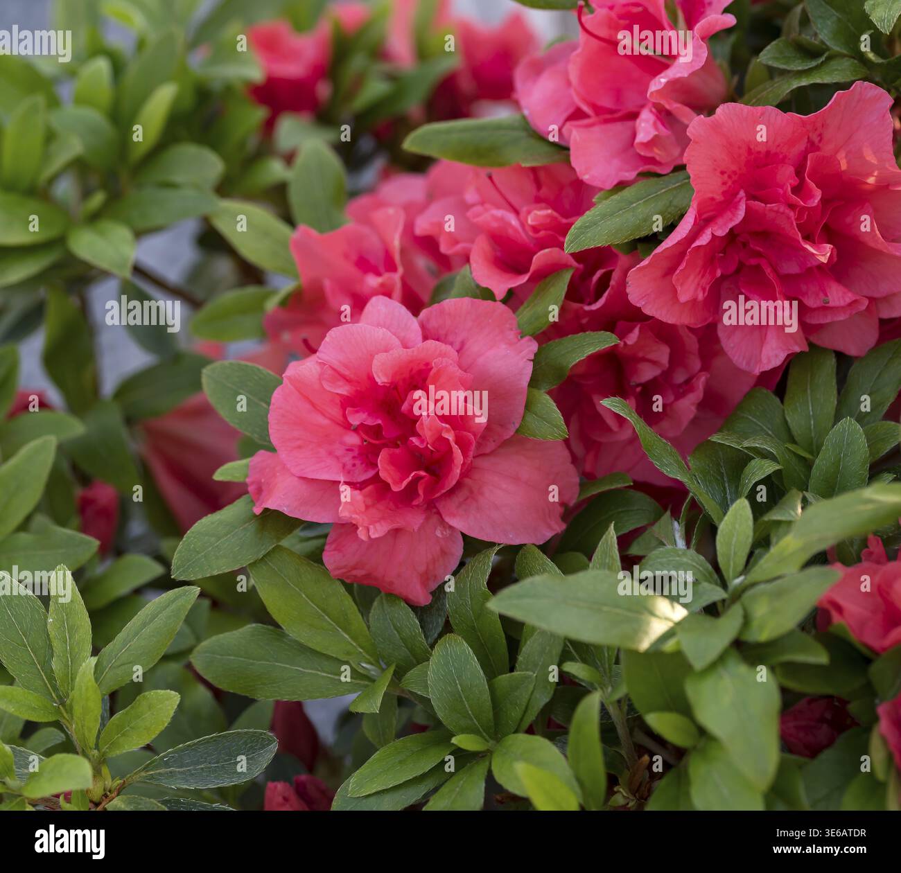 rhododendron dominik Rhododendron dauricum 'April Rose' - Herrenkamper Gärten main image 1