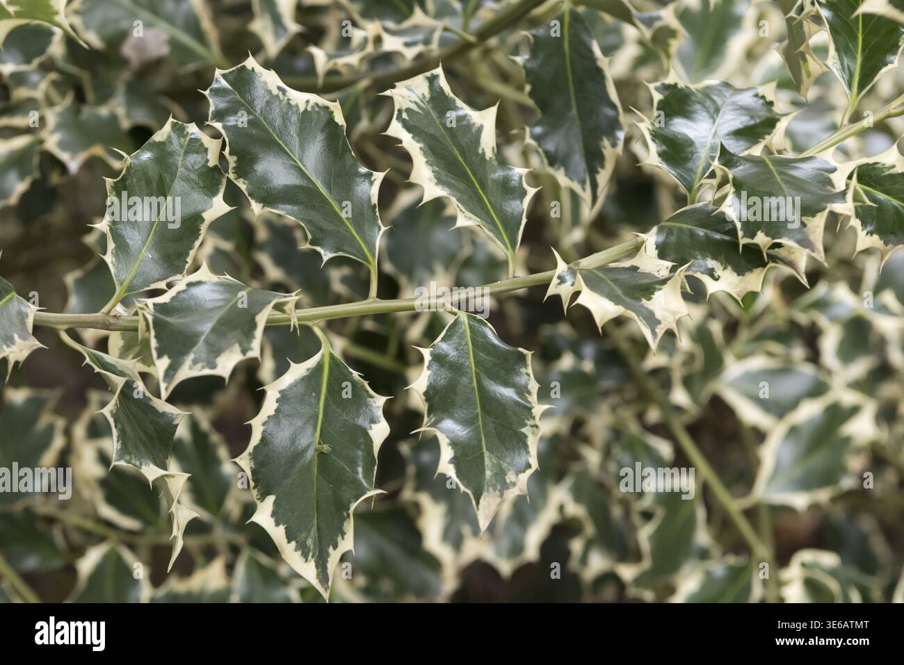 Ilex aquifolium silver queen hi-res stock photography and images - Alamy