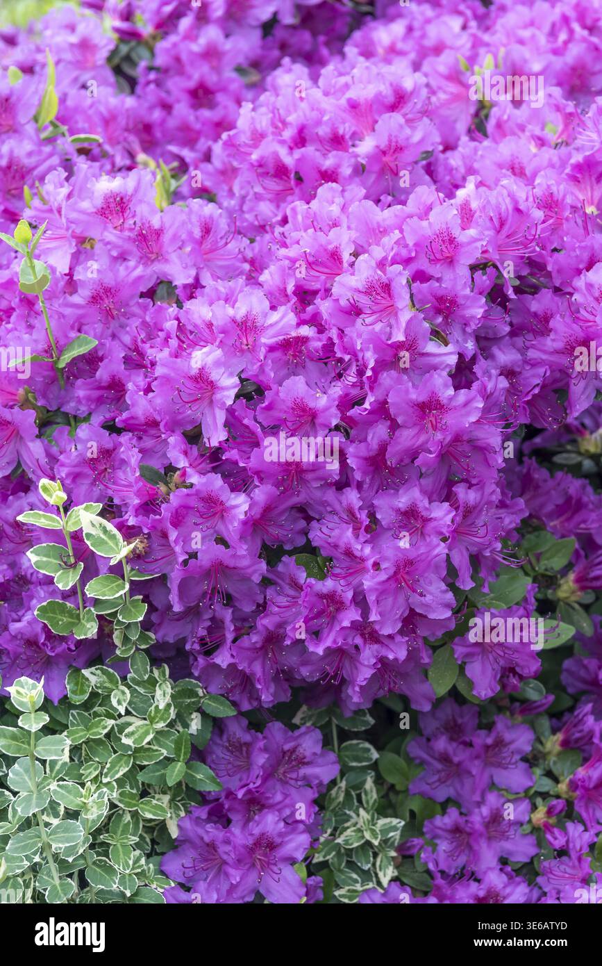 Japanese azalea (Rhododendron 'Koenigstein'), Julius Kuehn Institute,  Germany Stock Photo - Alamy