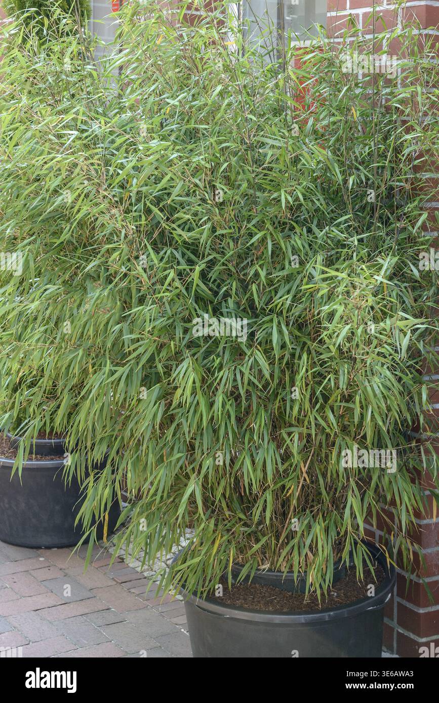Umbrella bamboo (Fargesia scabrida 'Asian Wonder'), Rhodo 2014, Germany  Stock Photo - Alamy
