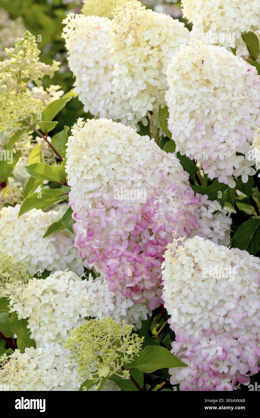 Panicle hydrangea (Hydrangea paniculata PINKACHU), Finland Stock Photo