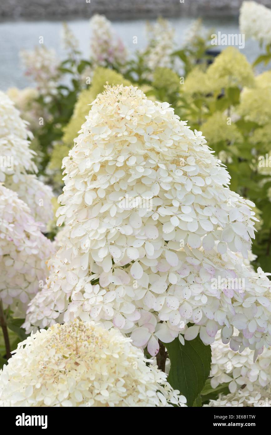 Panicle hydrangea (Hydrangea paniculata 'Phantom'), City Park, Finland Stock Photo