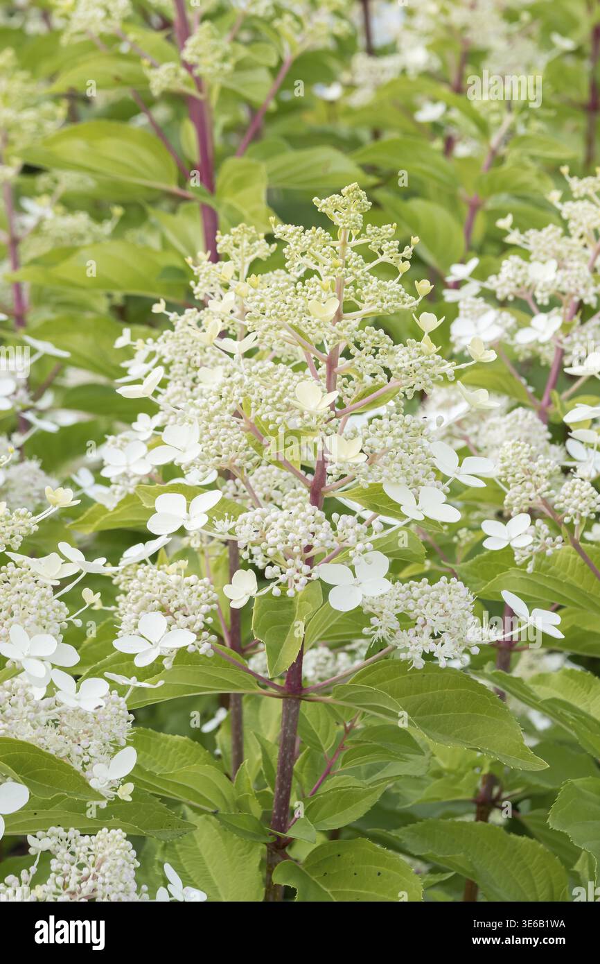 Panicle hydrangea (Hydrangea paniculata 'Big Ben'), Finland Stock Photo ...