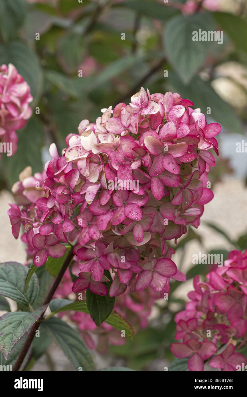 Panicle hydrangea (Hydrangea paniculata FIRE LIGHT), RHS Bridgewater, Great Britain Stock Photo