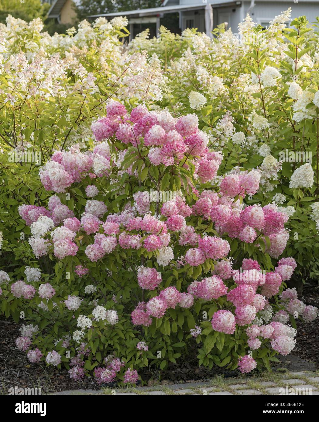 Panicle hydrangea (Hydrangea paniculata PINKACHU), Finland Stock Photo